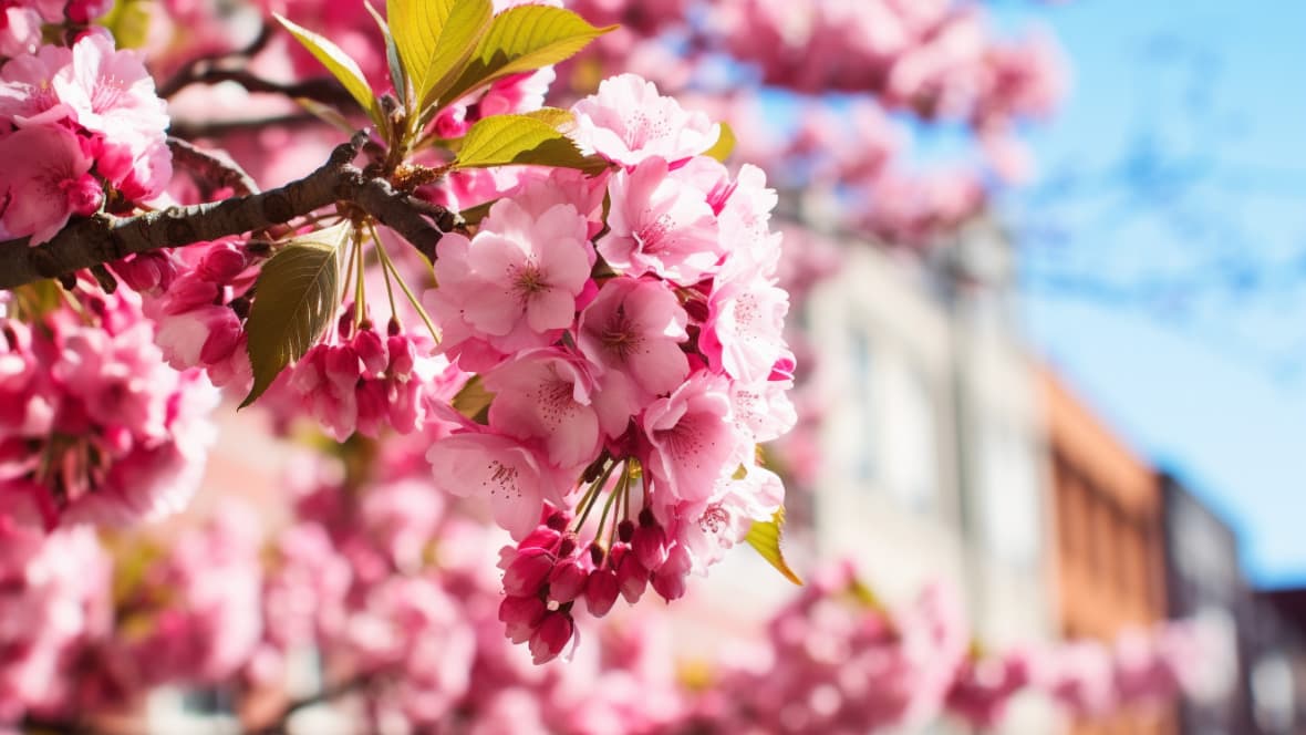 Cherry Tree Blossoming in Budapest