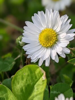 Daisy flowers in the spring Budapest