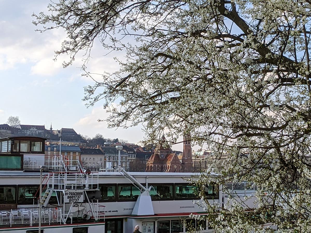 Budapest Danube Spring Trees