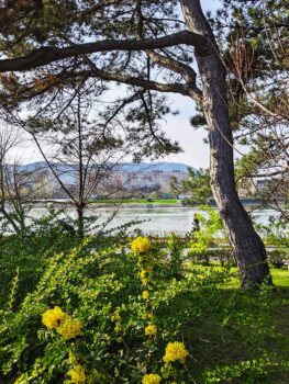 Budapest Danube View From Margaret Island Spring