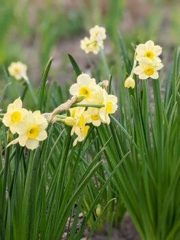 Budapest Flowers Spring Daffodils
