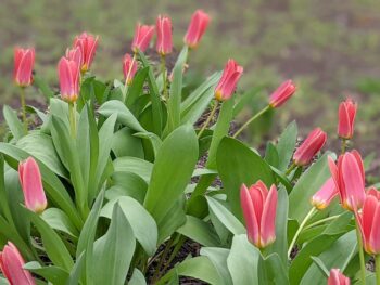 Budapest Flowers Tulips Spring