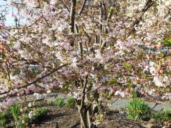 Cherry blossoms trees Budapest