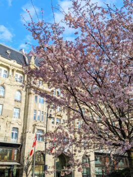 Things to do in Budapest in March: Visit Gresham Palace Budapest Blossoming Trees Spring