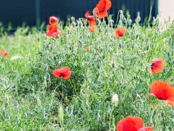 Poppies in bloom in Budapest in April