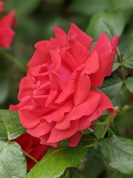 Budapest Flowers Rose Red