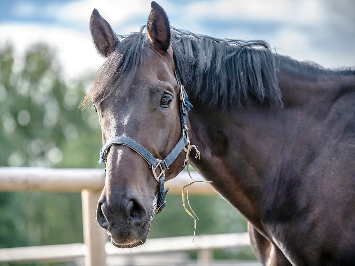 Hungarian Puszta Horse Show on the Great Plains