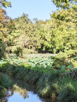 Vácrátót National Botanic Garden near Budapest