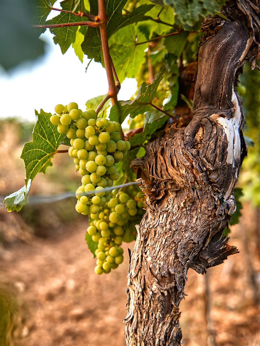 Vineyard Tours Around Budapest